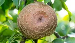 Moniliová choroba