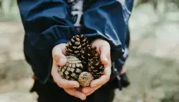 Šišky na zahradě