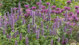 Agastache fenyklová neboli anýzová (Agastache foeniculum) 
