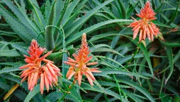 Aloe na zahradě poutá veškerou pozornost