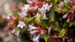 Abélie velkokvětá (Abelia × grandiflora) 