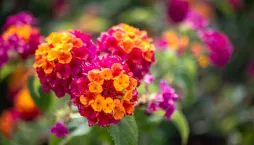lantana neboli libora měňavá (Lantana camara)