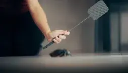  Skořice a bobkový list jako pomoc proti mouchám v bytě