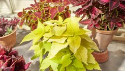africká kopřiva (Coleus scutellarioides)