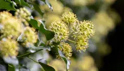 Břečťan (Hedera helix) 