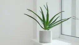 Péče o aloe vera