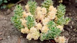 Rozchodník takesimenský (Sedum takesimense) 'Atlantis' 