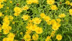 volské oko, volovec vrbolistý (Buphthalmum salicifolium)