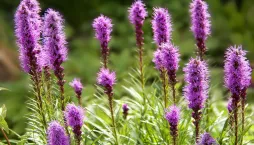 šuškarda klasnatá (Liatris spicata) 
