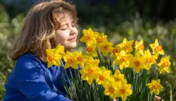 Blíží se výsadba tulipánů a narcisů