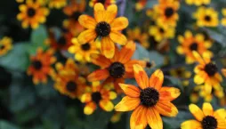 Třapatka trojlaločná (Rudbeckia triloba) 'Prairie Glow' 
