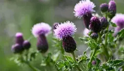 Pcháč rolní (Cirsium arvense) 