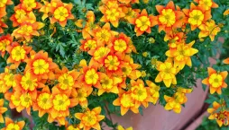 Bidens