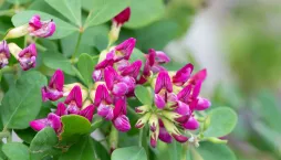 Lespedézie Thunbergova (Lespedeza thunbergii)
