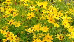 krásnoočko přeslenité (Coreopsis verticillata)