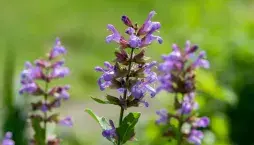 Aromatická rostlina