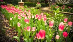 Sázení tulipánů 
