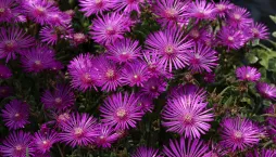 Delosperma 