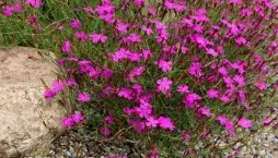 Hvozdík kropenatý (Dianthus deltoides) 