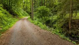 Co si z lesa můžete odnést na podzimní dekorace a co tam raději nechat