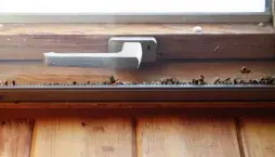 Který přezimující hmyz se vám může dostat do domu