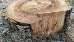 Topolové dřevo a jeho překvapivé vlastnosti při správném spalování