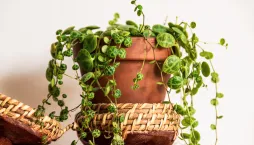 pepřinec plazivý (Peperomia prostrata) 