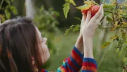 Sklizeň rajčat