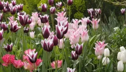 výsadba tulipánů