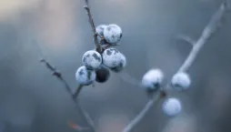 Sklizeň ovoce 
