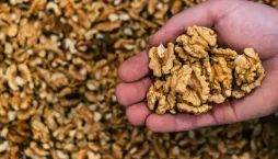Sklizeň i skladování ořechů jsou stejně důležité