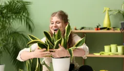 Podzim je správný čas na stěhování pokojových rostlin