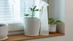 Bílá plíseň v květináči a jednoduchý postup jejího odstranění