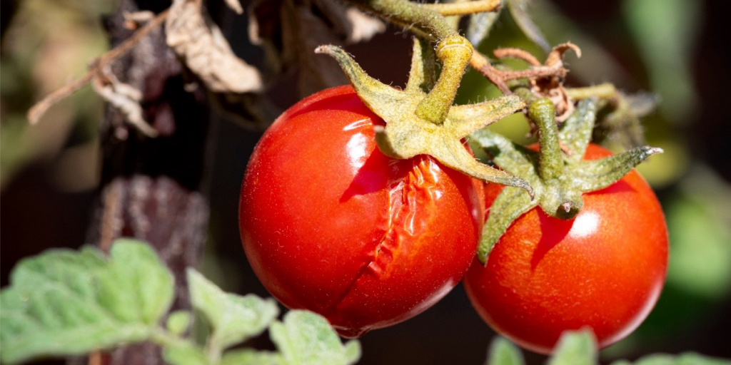 Proč praskají rajčata ve skleníku?